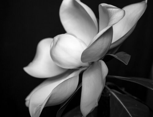Lenny Foster: The Magnolia Season