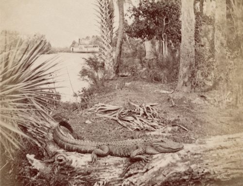 Florida Before Flagler: Photographs by Hugo Meyer